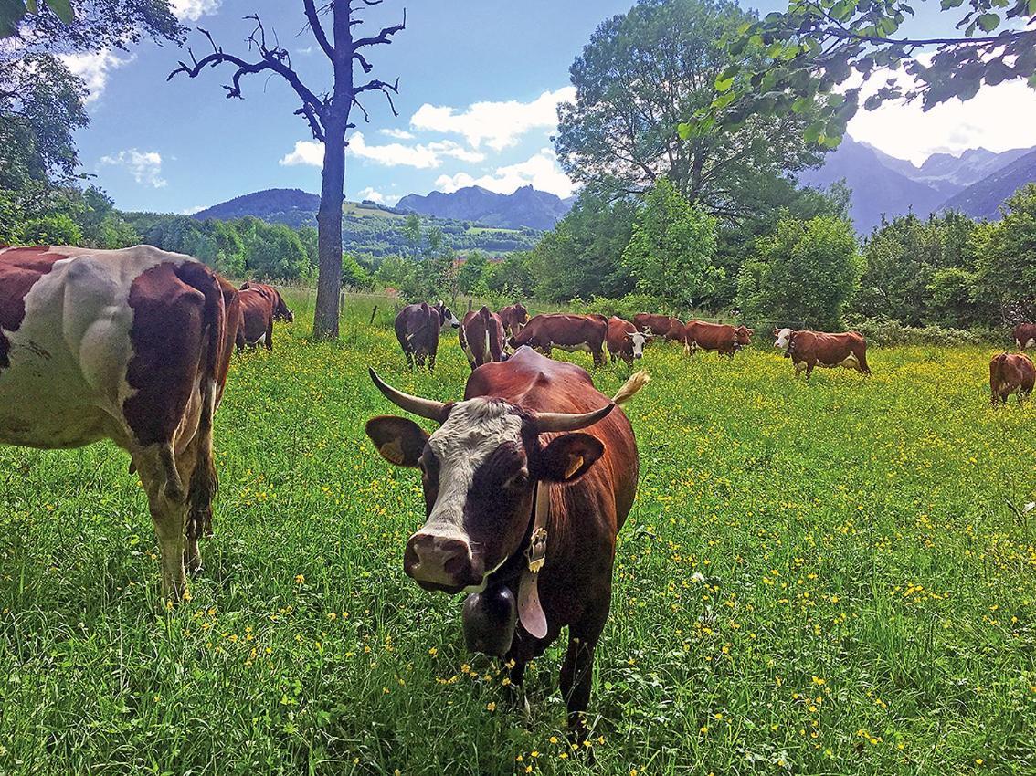 L'Ourserie Bed & Breakfast Saint-Paul-en-Chablais Exterior foto